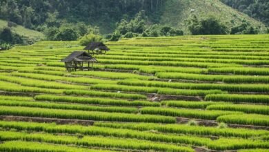 chiang mai temple guide