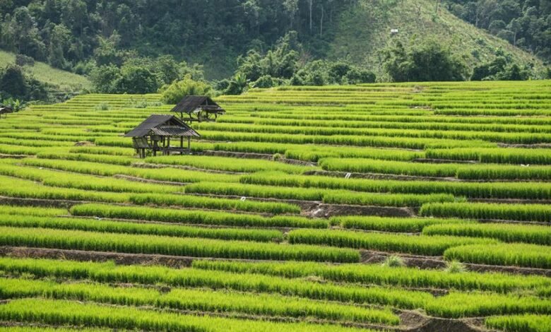 chiang mai temple guide