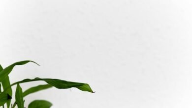 grow blog rank google